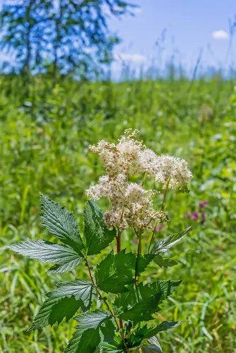 Vista 4 de Meadowsweet 350 Seeds (Filipendula ulmaria) Heirloom - Polinizado abierto