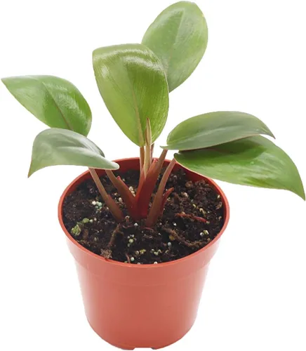 Vista 4 de Philodendron Bipennifolium Aurea - Maceta de 4" de California Tropicals