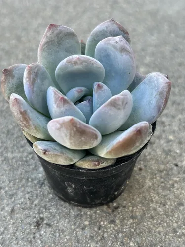 Vista 2 de Echeveria Orange Sherbet - Planta suculenta viva, maceta de 2 pulgadas, totalmente enraizada para decoración del hogar y la oficina o regalo