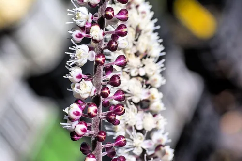 Vista 2 de Black Snakeroot Semillas para Plantar (15 Semillas) - Planta Rara - Cimicifuga racemosa