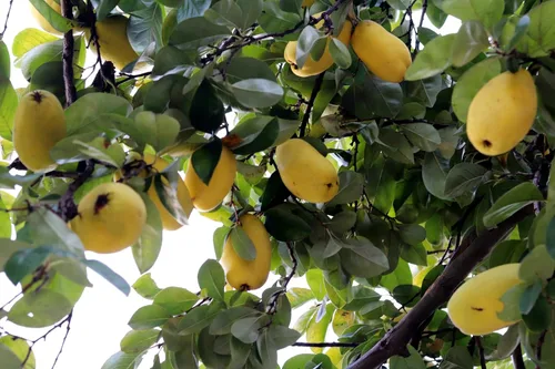 Vista 3 de 20 semillas de membrillo chino árbol frutal Chaenomeles Sinensis Pseudocydonia Flor Fruta Sin espinas