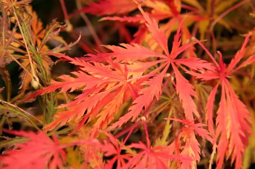 Vista 4 de Planta viva de arce japonés Seiryu de 1 año