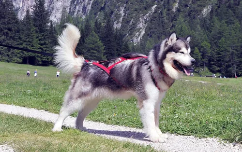 Vista 2 de Arnés de trineo profesional de Neewa, arnés para tirar, arnés Husky, arnés de Mushing, arnés X Back para perro ejercicio, ciclismo, esquí, trineo