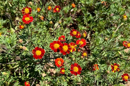 Vista 3 de Plant Good Seed Semillas orgánicas de caléndula roja – Paquete de 50 semillas tradicionales para plantar flores – Suministros de jardinería, flores