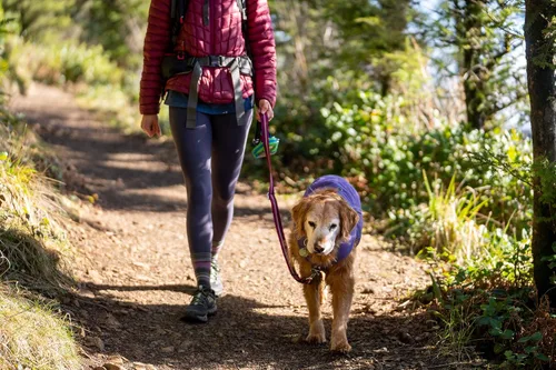 Vista 17 de Ruffwear, Combo de arnés y chaqueta Overcoat Fuse para perros, Naranja Canyonlands, Mediano Púrpura (Purple Sage)