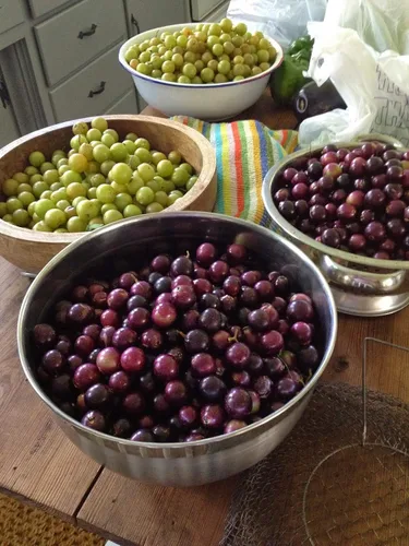 Vista 7 de 1230-Scuppernong Red Tame (Vitis rotundifolia) Semillas de Robsrareandgiantseeds UPC0764425789130 Sin OMG, orgánicas, plantas históricas, muscadine