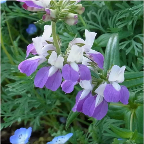 Vista 2 de Seed Needs, Chinese Houses Seeds - 1000 semillas tradicionales para plantar Collinsia heterophylla - Flores silvestres polinizadas abiertas