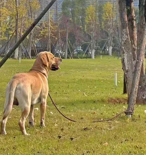 Vista 8 de Correa de amarre para perro de 8 pies, correa larga de nailon de 10-13-15-20-25-30-35-40-50-65 pies para perros medianos y grandes, patio, jugar al