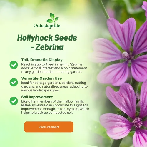 Vista 3 de Outsidepride Zebrina French Hollyhock Seeds – 500 piezas de semillas perennes de color blanco y morado, semillas de flores tolerantes a la sequía