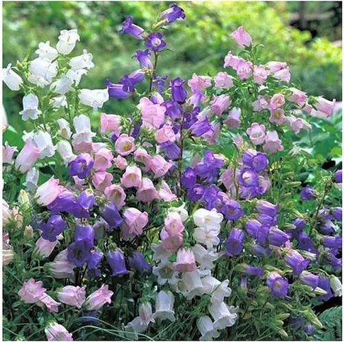Vista 2 de Canterbury Bells Mix - 1200 Semillas