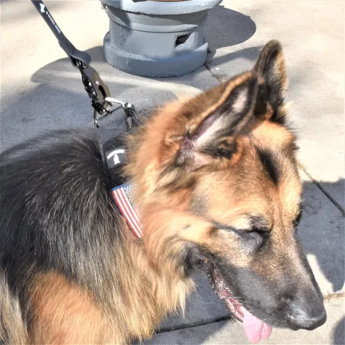 Vista 8 de Collar táctico para perros de 2 pulgadas de ancho con hebilla de metal de NEGRO-COBD2