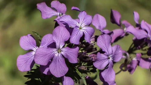Vista 4 de Semillas Silver Dollar Flowers (Money Plant) Lunaria Mix - 25 Semillas