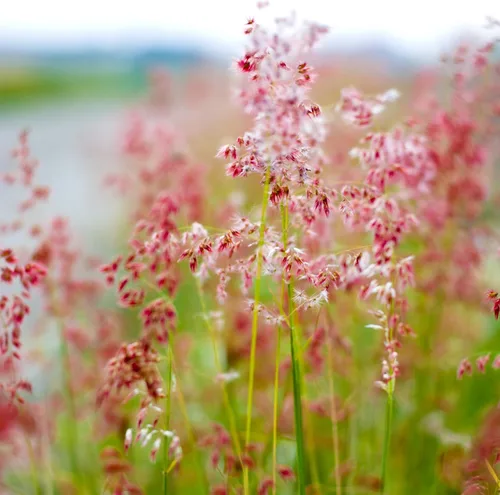 Vista 7 de Outsidepride - 50 semillas de la hierba ornamental perenne Rhynchelytrum Ruby para sembrar