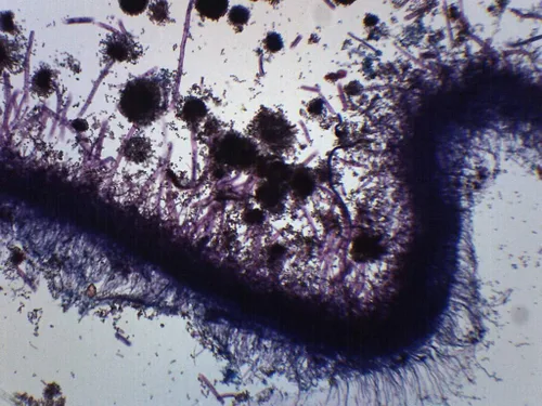 Vista 2 de EISCO Aspergillus (Molde Marrón), Wholemount - Diapositiva para microscopio preparado - 2.953 x 0.984 in - Biología y Microscopía