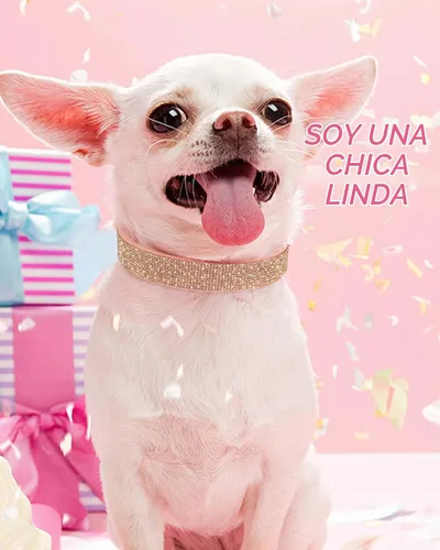 Vista 5 de Collar de perro para perros pequeños, collares ajustables de cuero de gamuza para perro, collar de perro rosa para gato, collar de perro