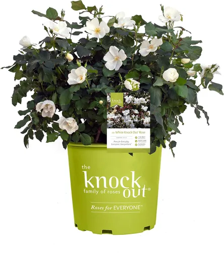 Vista 5 de Green Promise Farms KOROSPCHK Rosa Peachy Knock, contenedor de 3 tamaños, flores de melocotón