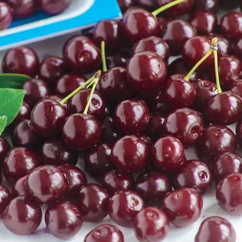 Vista 2 de GURNEY'S - Cerezo enano Romeo – Produce fruta grande, dulce y jugosa - Se envía como un Jumbo desnudo - Debido a restricciones estatales no se puede