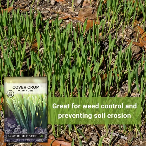 Vista 5 de Sow Right Seeds - Semilla de avena de invierno para plantar - Cubre los cultivos para plantar en tu huerto casero - Enriquece el suelo - Suprime