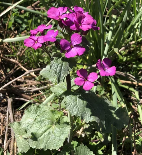 Vista 3 de Smoke Camp Crafts Semillas orgánicas de plantas de dinero (Lunaria Annua Violet) 25 semillas (0.02 oz) - Honesty, Moneywort, Moonwort, Silver Dollar