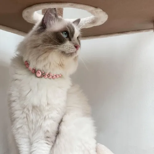 Vista 3 de Collares de perlas grandes para perros pequeños y gatos con decoración de diamantes de imitación de cristal, collar ajustable de piel sintética