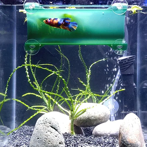 Vista 12 de Marca Betta Tunnel (negro opaco)