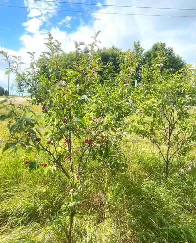 Vista 4 de TomorrowSeeds - Semillas de ciruelo americano - Más de 10 unidades - para plantar Prunus Americana Ciruelas silvestres Rojo Dulce Nativo Forrajeo