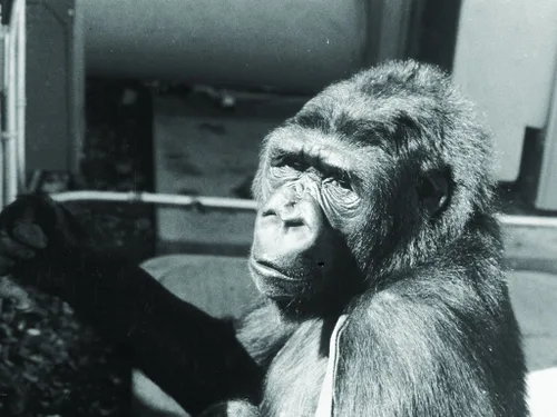 Vista 3 de Koko A Talking Gorilla (The Criterion Collection) DVD