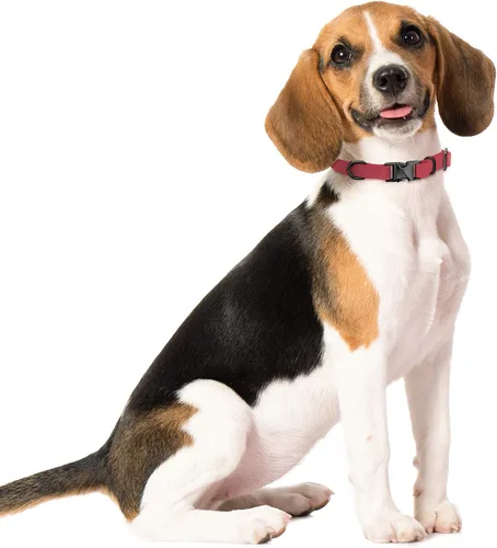 Vista 6 de MiMu Collar pequeño de silicona para perro, collar de perro elegante rosa de 17 pulgadas con hebilla de cierre y bucle de correa con anillo en D