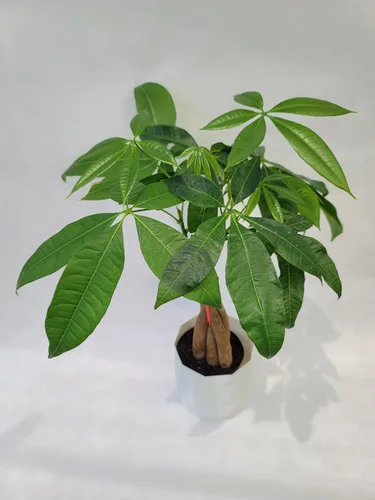 Vista 2 de Planta viva trenzada de árbol chino del dinero, ahora disponible en maceta geométrica de riego automático, Pachira Aquatica, árbol bonsái vivo