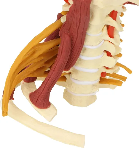 Vista 8 de Modelo de columna cervical, modelo espinal humano extraíble, para médico, paciente, comunicación, ciencias, aula, estudio, exhibición