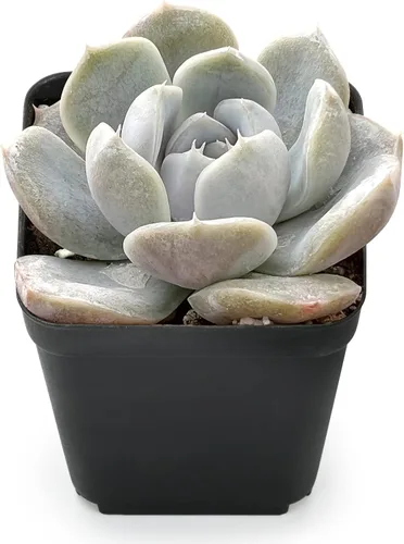 Vista 8 de Sprout N Green Colección de suculentas coloridas, 3 plantas suculentas vivas totalmente enraizadas en maceta de inicio de 2 pulgadas, decoración
