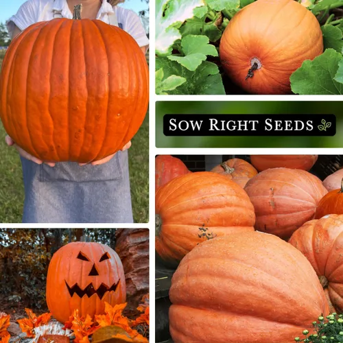 Vista 4 de Sow Right Seeds - Semillas de calabaza Big Max para plantar - Paquete de reliquia sin OMG con instrucciones para plantar un huerto casero - Variedad