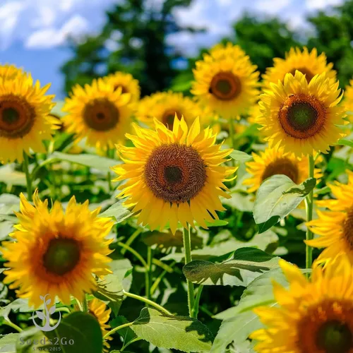 Vista 2 de Semillas de girasol Mammoth Grey Stripe Helianthus annuus - Paquete de 500 semillas por Seeds2Go