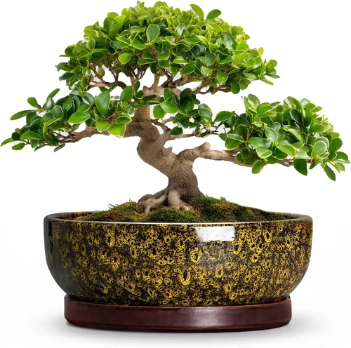 Vista 14 de Succulent Pots, 6 Inch Ceramic Bonsai Pots with Saucer, Blue