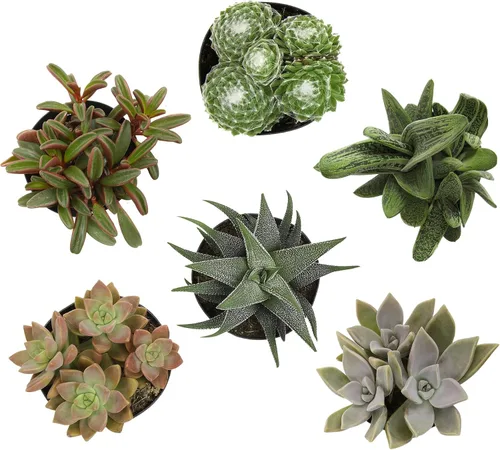 Vista 14 de Altman Plants Plantas suculentas gigantes (4 unidades) XL Lithops Plantas vivas y suculentas reales, plantas seguras para mascotas y plantas