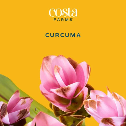 Vista 3 de Costa Farms Curcuma, planta viva de jengibre oculto en maceta de plástico, planta de interior con flores al aire libre, perfecta para decoración