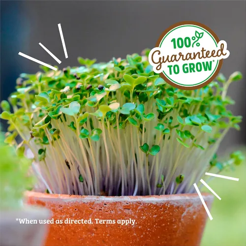 Vista 6 de Back to The Roots Semillas de alfalfa 100% orgánicas 1 libra sin transgénicos Densas en nutrientes, fáciles de cultivar, ricas en fibra