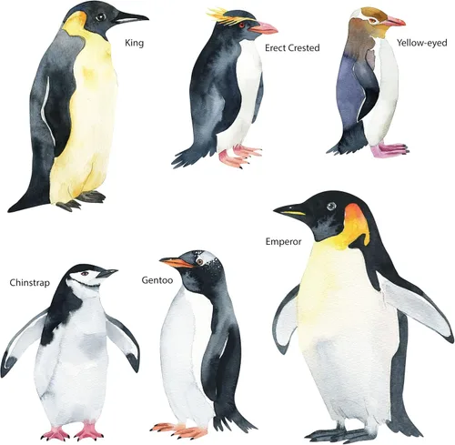 Vista 3 de Calcomanías de pingüino de tamaño real, juego de 6 calcomanías de pared realistas de pingüinos