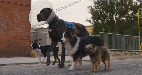 Vista 6 de Strays (2023) - Unleashed Edition DVD