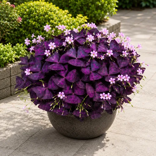 Vista 5 de 12 Purple Shamrock Bulbs for Planting, Oxalis Bulbs, Oxalis Triangularis