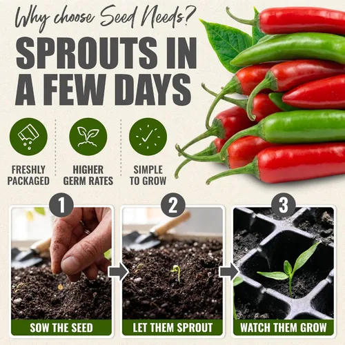 Vista 5 de Seed Needs Semillas de pimiento picante para plantar chiles serranos, semillas de vegetales sin OMG y sin tratar para plantar un jardín vegetal