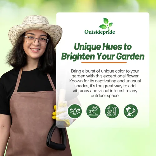Vista 6 de Outsidepride Fruit Twist - Semillas de caléndula – 100 semillas anuales comestibles de flores para plantar para platos y usos de bienestar