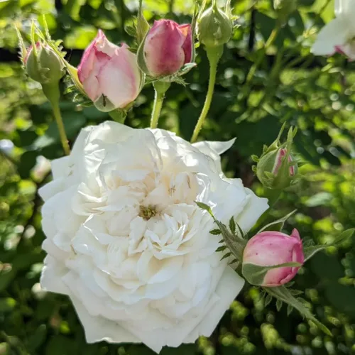Vista 4 de Arbustos de rosas blancas cremosas listas para plantar, rosas trepadoras, plantas vivas fragantes, 6-8 pulgadas de alto en maceta, floración durante