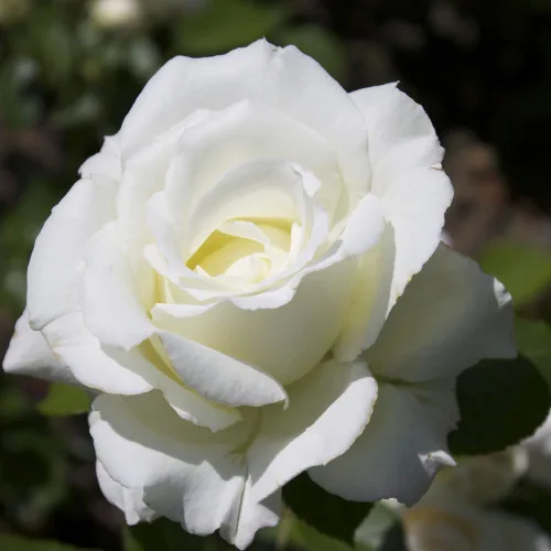 Vista 2 de Planta de rosa viva para plantar en interiores y exteriores, 5-10 pulgadas de alto, flores fragantes bien enraizadas, arbusto de rosas (rosa blanca)
