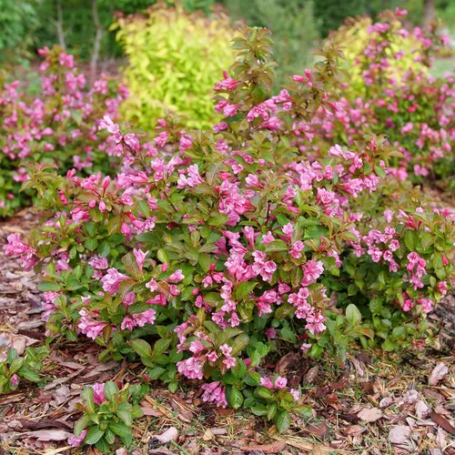 Vista 5 de Arbusto de 2 galones Proven Winners Midnight Sun Weigela