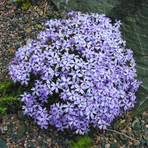 Vista 8 de Blue Phlox - Planta viva, Phlox perenne rastrera, Phlox rastrero de lavanda azul-púrpura, planta de inicio de 1 a 3 inc. y bien enraizada