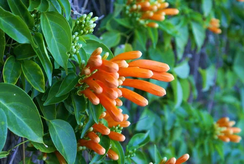 Vista 9 de UPC0764425789901 - Semillas de vid naranja gigante (Pyrostegia venusta) de Robsrareandgiantseeds UPC0764425789901 sin OMG, orgánico, cultivador