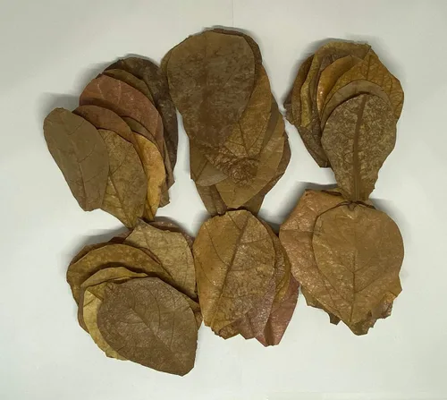 Vista 3 de Awesome Aquatic Hojas para Camarones y Betta Catappa/Almendra India, Dadap, Morera Hábitat Natural Productor de Taninos Mejora la Inmunidad Fácil