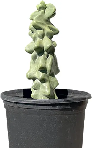 Vista 14 de Cactus Outlet - Curiosity - Plantas de cactus vivas, plantas vivas para uso en interiores y exteriores, cactus vivos, 12 a 18 pulgadas, cactus vivos