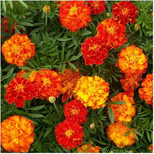 Vista 3 de Everwilde Farms - 500 semillas de flores silvestres de caléndula francesa Sparky Mix - Paquete de semillas jumbo Gold Vault